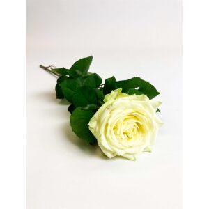 Witte rozen Huize Eresloo